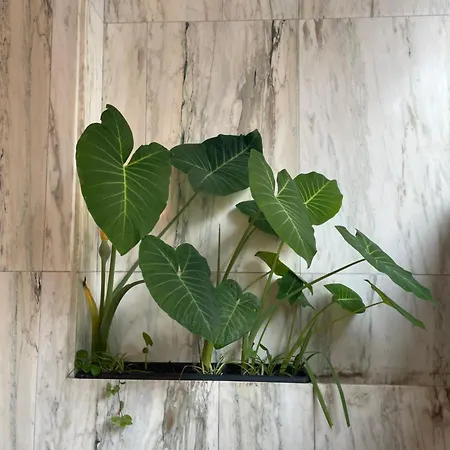 Apartamento Crunia - Estudios