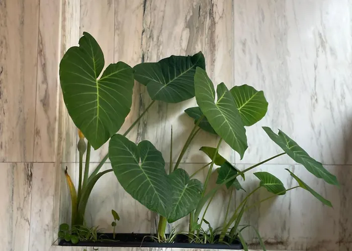 Apartment Crunia - Estudios